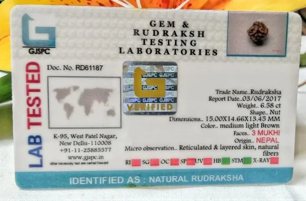 3 Mukhi Certificate