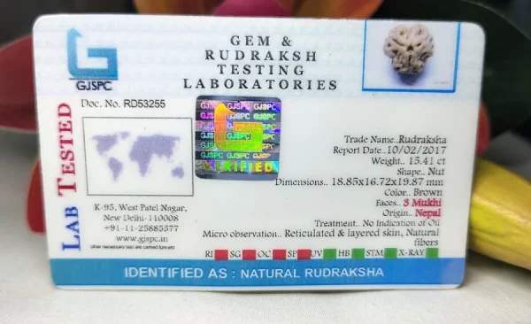 3 Mukhi Certificate