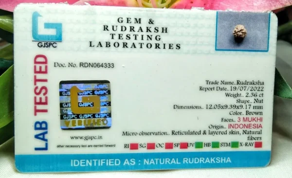 3 Mukhi Certificate