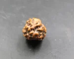3 Mukhi Rudraksha