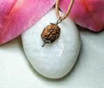 3 Mukhi Rudraksha