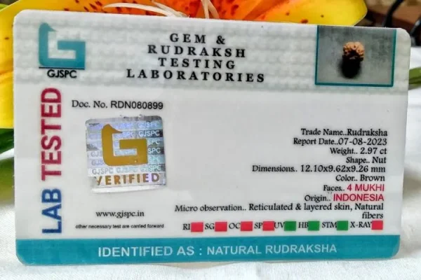 4 Mukhi Certificate