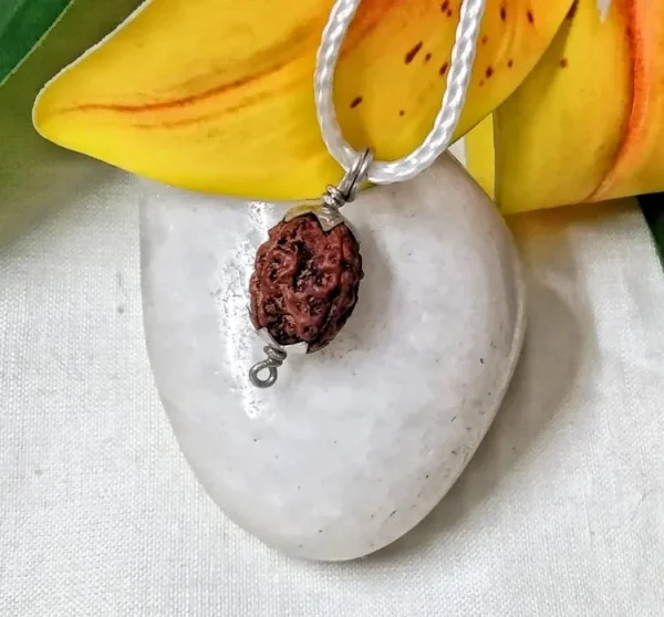 4 Mukhi Rudraksha