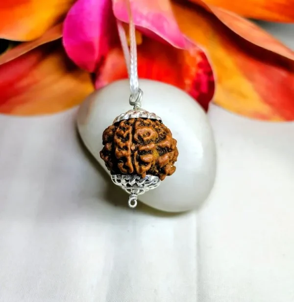 4 Mukhi Rudraksha