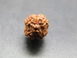 4 Mukhi Rudraksha