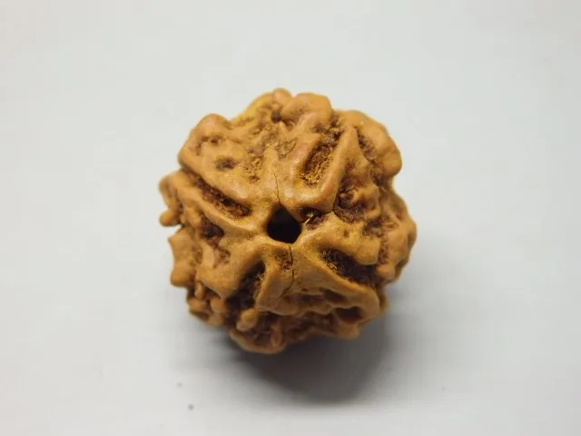 4 Mukhi Rudraksha