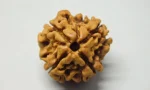 4 Mukhi Rudraksha