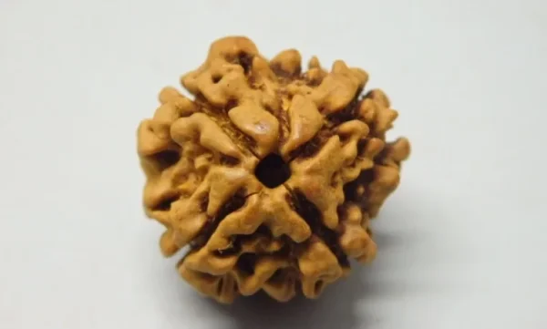 4 Mukhi Rudraksha