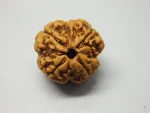 4 Mukhi Rudraksha