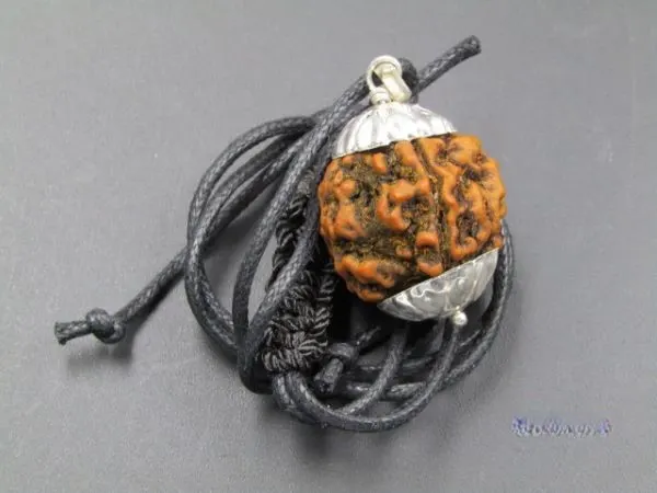 4 Mukhi Rudraksha