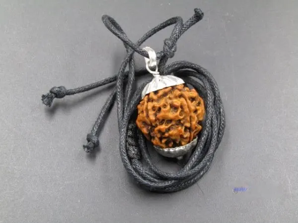 4 Mukhi Rudraksha