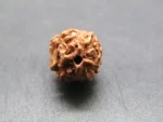 4 Mukhi Rudraksha