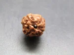 4 Mukhi Rudraksha