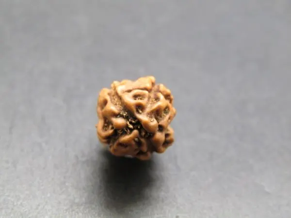 4 Mukhi Rudraksha