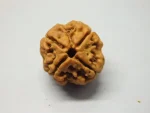 4 Mukhi Rudraksha