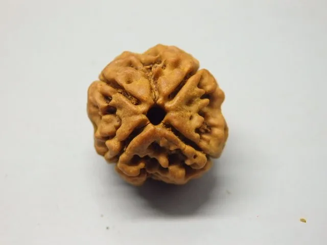 4 Mukhi Rudraksha
