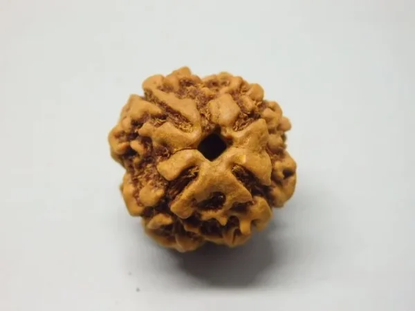 4 Mukhi Rudraksha