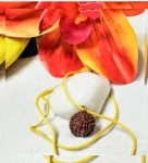 5 Mukhi Rudraksha