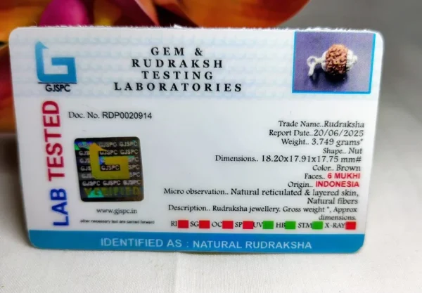 6 Mukhi Certificate