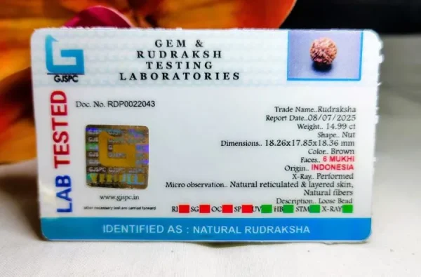 6 Mukhi Certificate