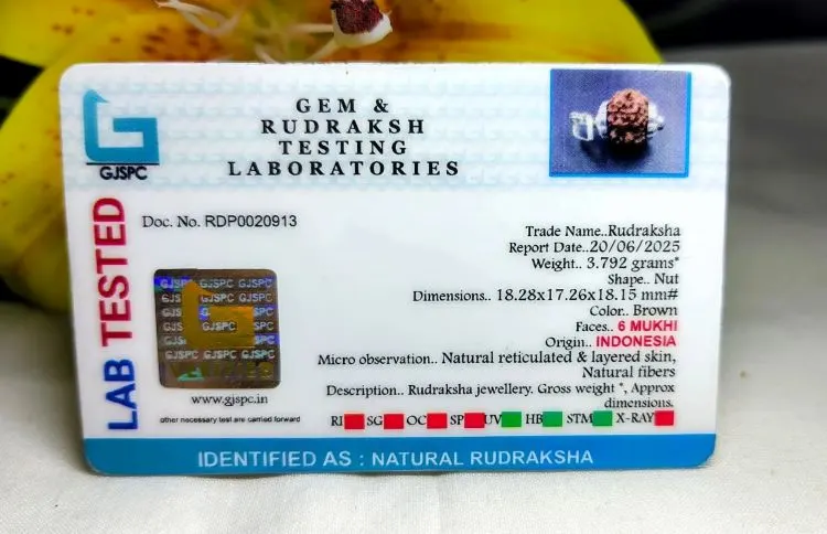 6 Mukhi Certificate