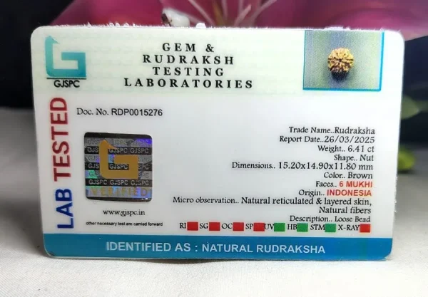 6 Mukhi Certificate