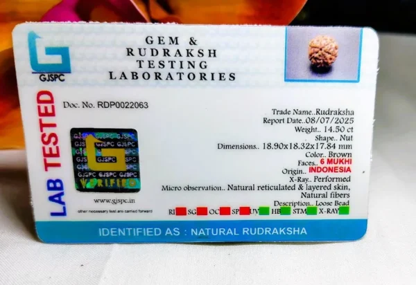 6 Mukhi Certificate