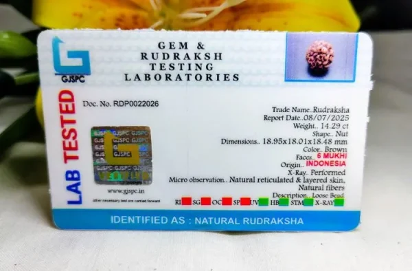 6 Mukhi Certificate