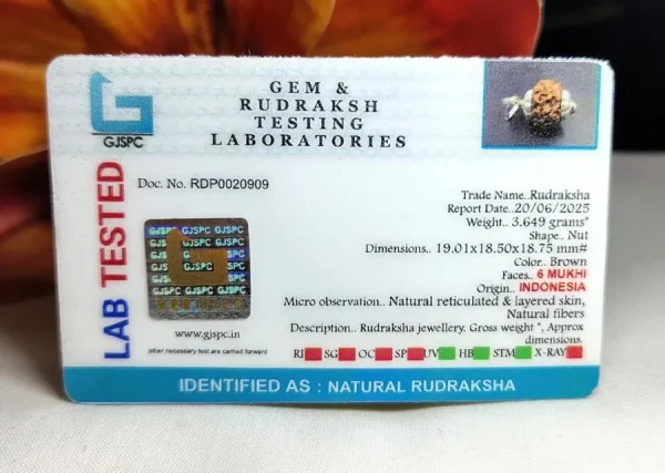 6 Mukhi Certificate