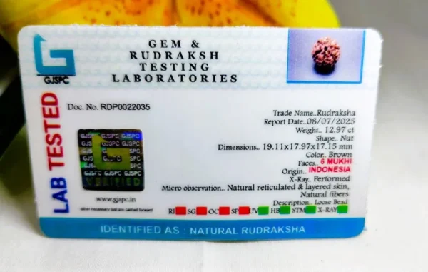 6 Mukhi Certificate