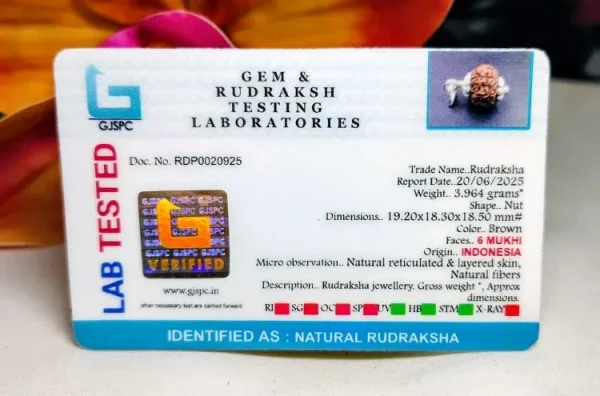 6 Mukhi Certificate