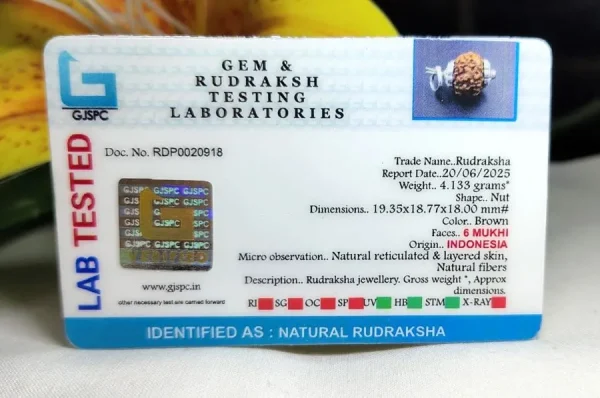 6 Mukhi Certificate