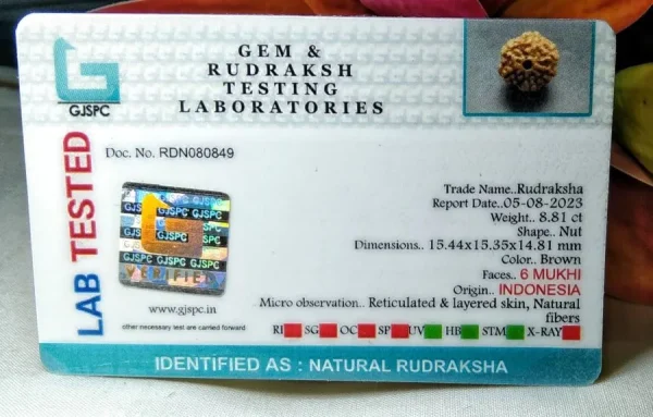 6 Mukhi Certificate
