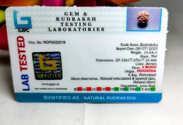 6 Mukhi Certificate