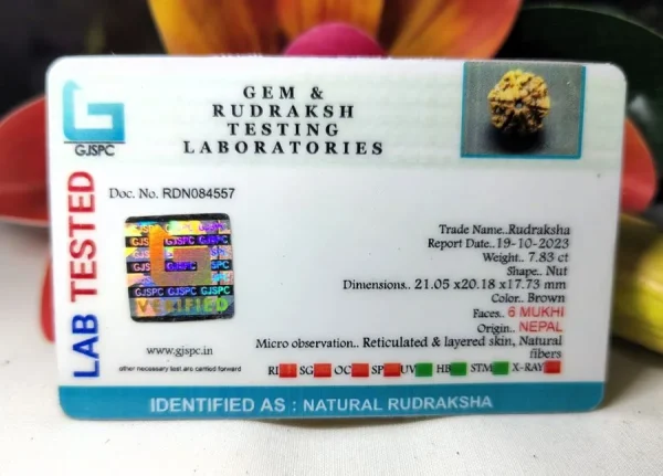 6 Mukhi Certificate