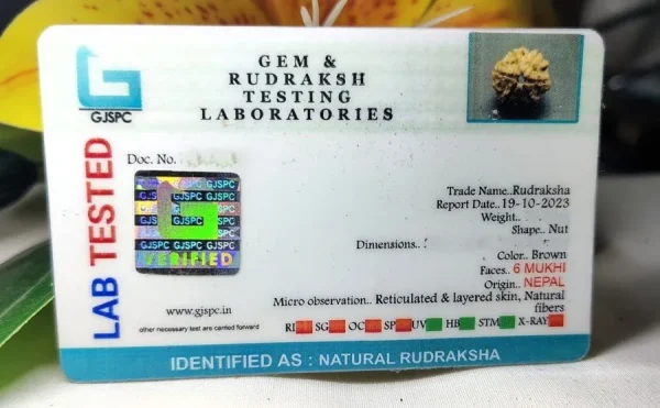 6 Mukhi Certificate