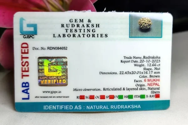 6 Mukhi Certificate