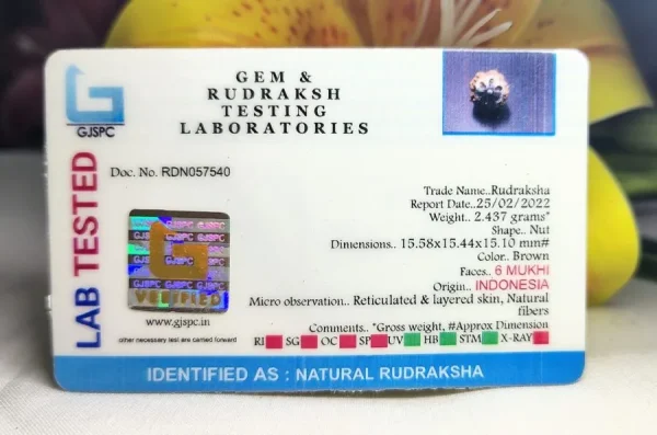 6 Mukhi Certificate