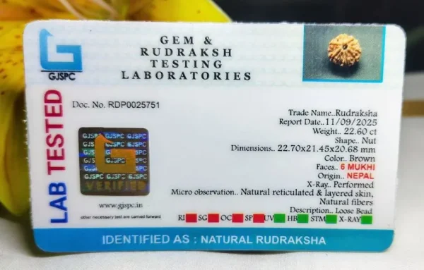 6 Mukhi Certificate