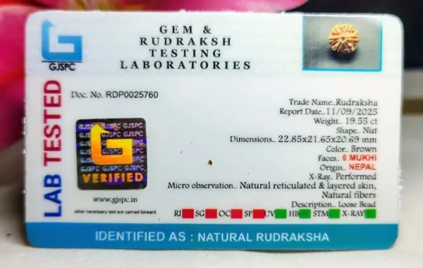 6 Mukhi Certificate