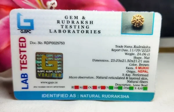 6 Mukhi Certificate
