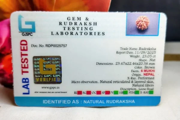 6 Mukhi Certificate