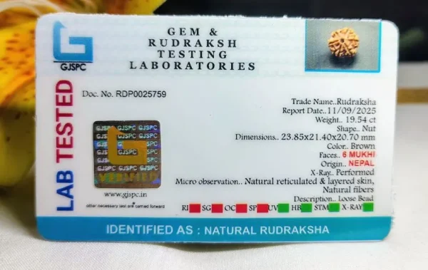 6 Mukhi Certificate