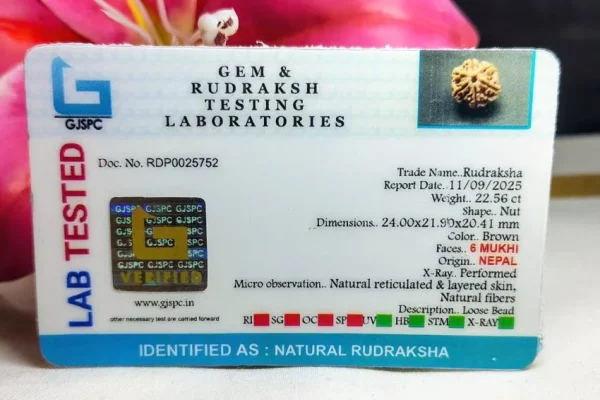 6 Mukhi Certificate