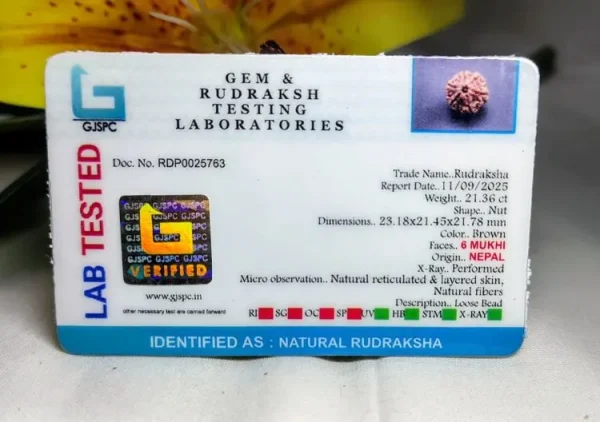 6 Mukhi Certificate