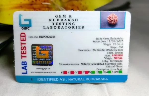 6 Mukhi Certificate