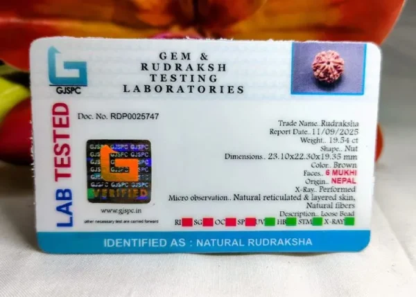 6 Mukhi Certificate