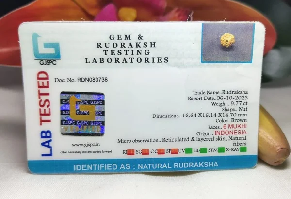 6 Mukhi Certificate