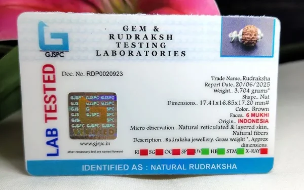 6 Mukhi Certificate