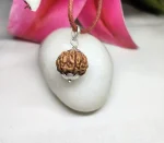 6 Mukhi Rudraksha